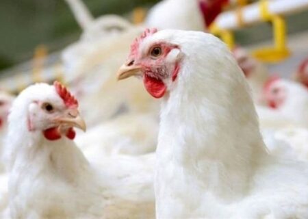 اندر خم نبود مرغ در بازار/مرغ پَر ؛ پاسخگویی مسئولین هم پَر؟؟؟؟