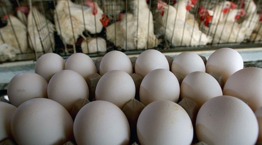 تولید روزانه بیش از ۴۲ تن تخم مرغ در همدان/ بهره برداری از دو واحد کشتارگاهی در آینده ای نزدیک