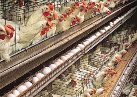 بزرگترین زنجیره تولید مرغ تخمگذار کشور در همدان کلنگ زنی شد