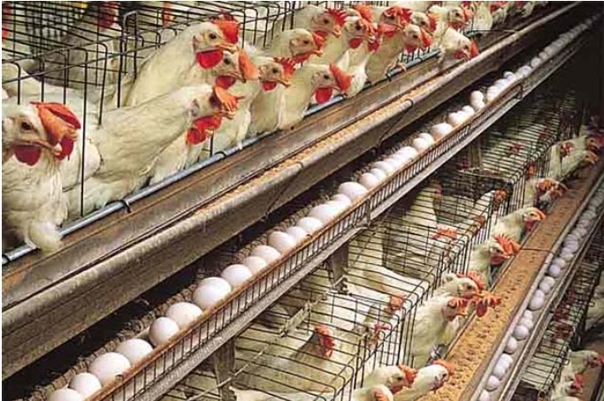 بزرگترین زنجیره تولید مرغ تخمگذار کشور در همدان کلنگ زنی شد