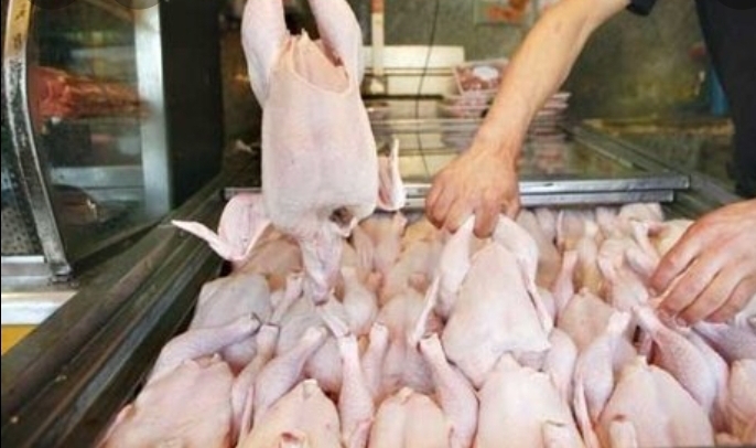 تولید روزانه ۲۰۰ تن مرغ در استان  / کمبودی وجود ندارد