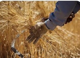 پرداخت ۷۲ درصد از بهای گندم به کشاورزان/ حمایت از واحدهای لبنی