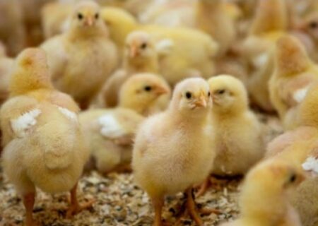جوجه ریزی بیش از یک میلیون قطعه در واحدهای مرغداری همدان / در صورت کمبود، مرغ منجمد وارد بازار می شود