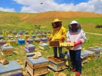 آغاز سرشماری زنبورستان ها در استان همدان