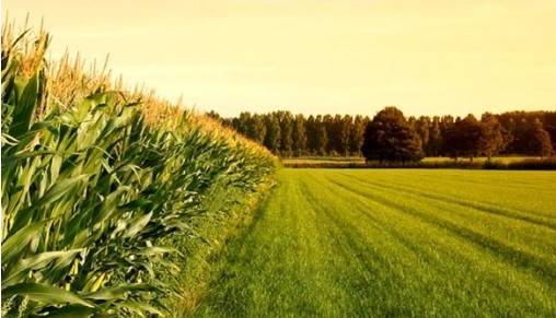 اجرای طرح جهش تولید در بیش از ۳۱ هزار هکتار از دیم‌زارهای فامنین