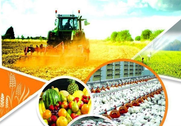۸۰ درصد تعهد اشتغال بخش کشاورزی در استان محقق شد
