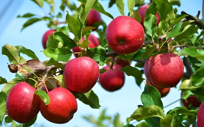 میزان تولید سیب استان  بیش از ۱۴۰ تن در سال است
