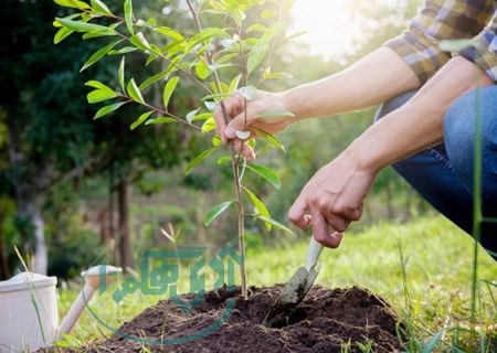 کاشت درخت نقش موثری در ذخیره‌سازی آب دارد