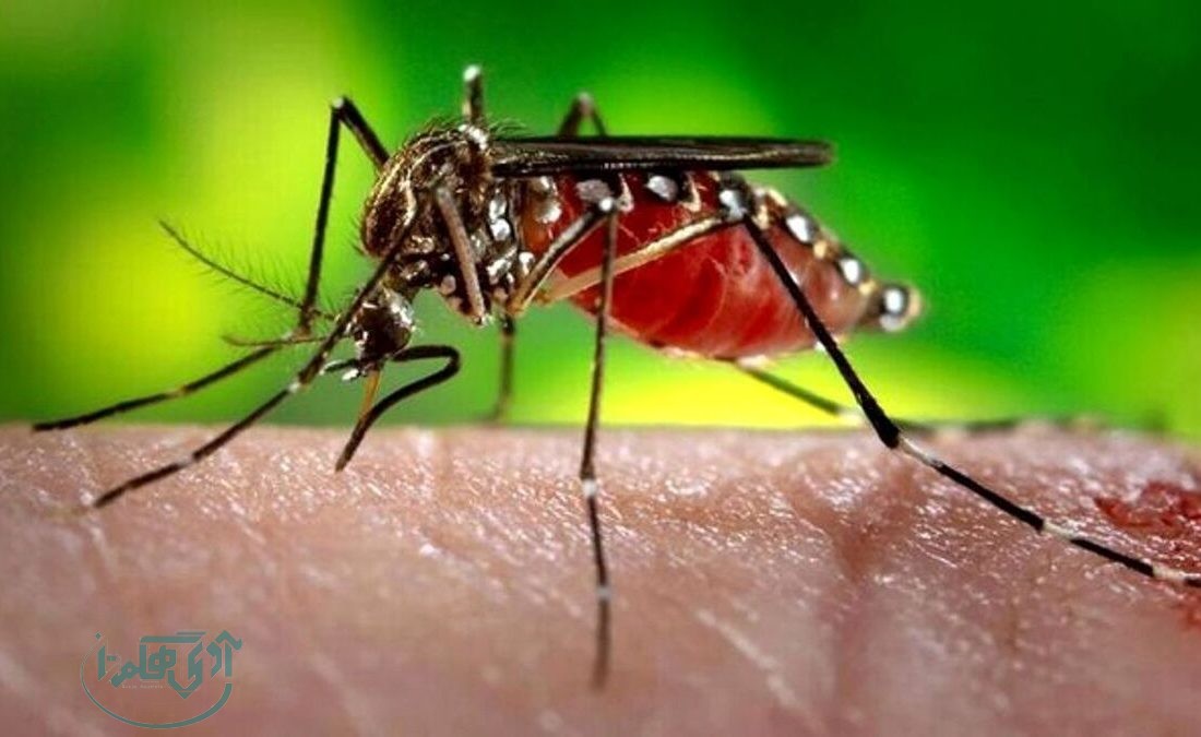موردی از ابتلا به تب دنگی در استان مشاهده نشده/ عامل انتقال به ظروف پلاستیکی علاقهمند است