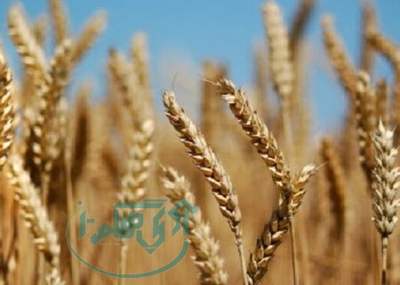 خرید تضمینی جو و گندم در استان همدان آغاز شد