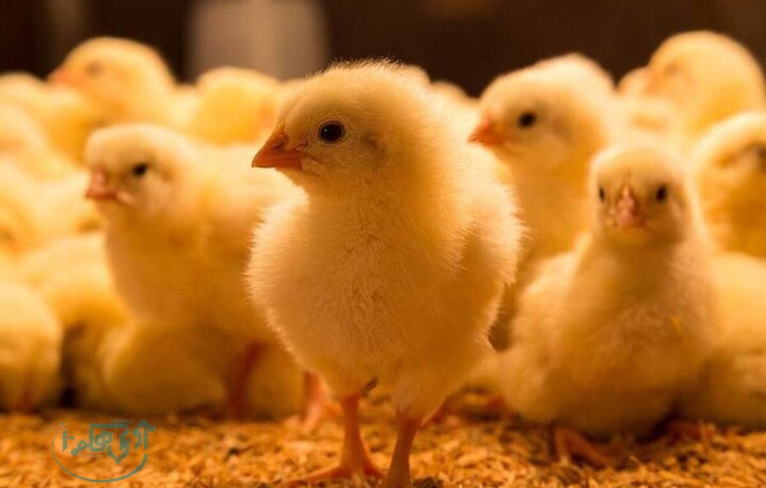 افزایش ۵۷ درصدی جوجه ریزی در استان همدان