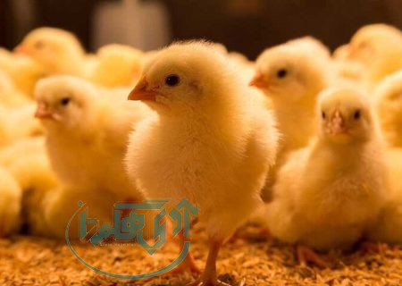 افزایش ۵۷ درصدی جوجه ریزی در استان همدان