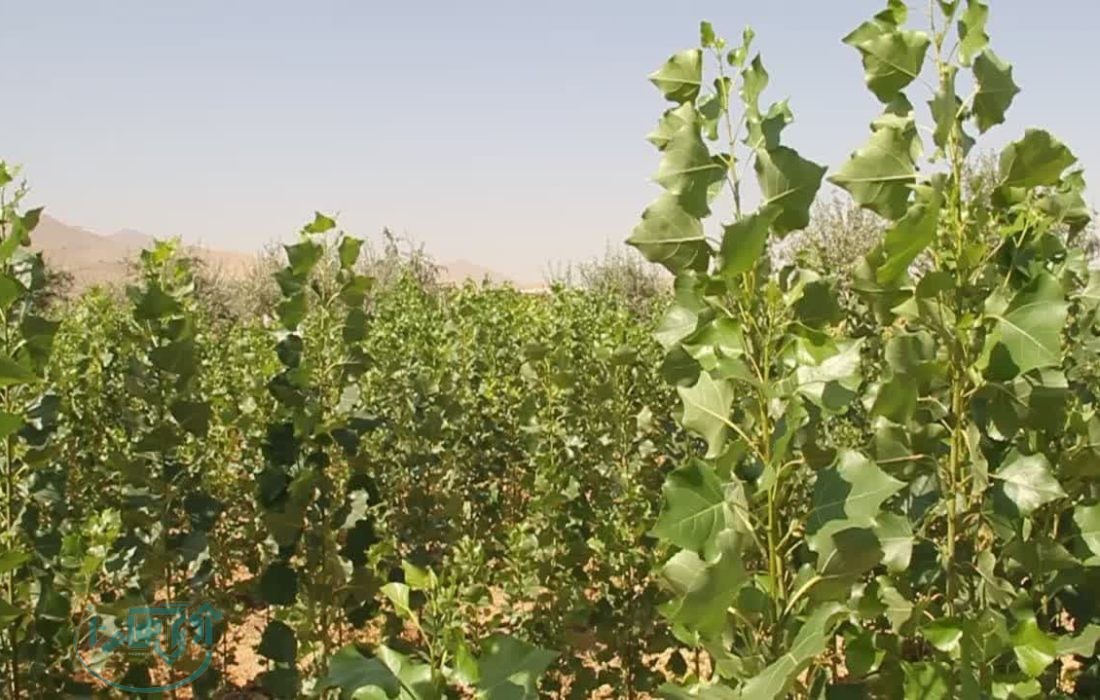 تولید 50 هزار نهال صنوبر در نهالستان شهرستان بهار