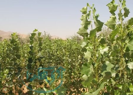 تولید 50 هزار نهال صنوبر در نهالستان شهرستان بهار