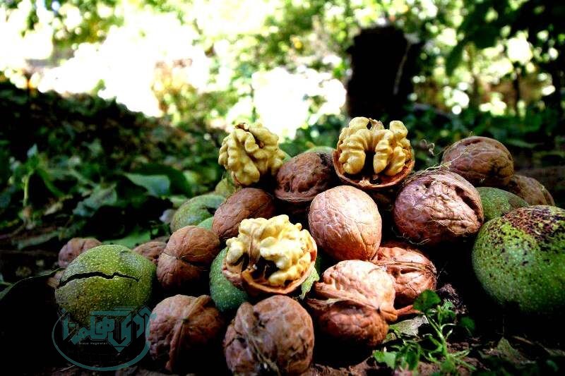 برگزاری جشنواره گردو، مبل و منبت و فرش دستباف در تویسرکان