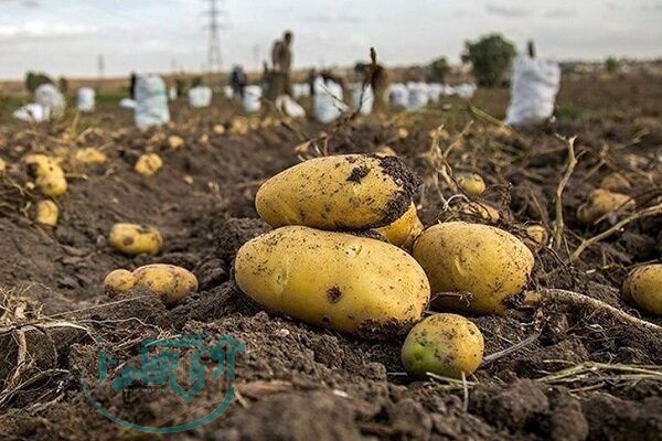 امحای ۳۰۰ تُن سیبزمینی آلوده در همدان