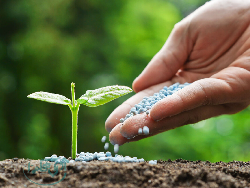 ۱۳ هزار تن کود کشاورزی برای کشت‌های پاییزه آماده توزیع است