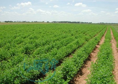 بیش از یک هزار پلاک از اراضی همدان رفع تداخل شد