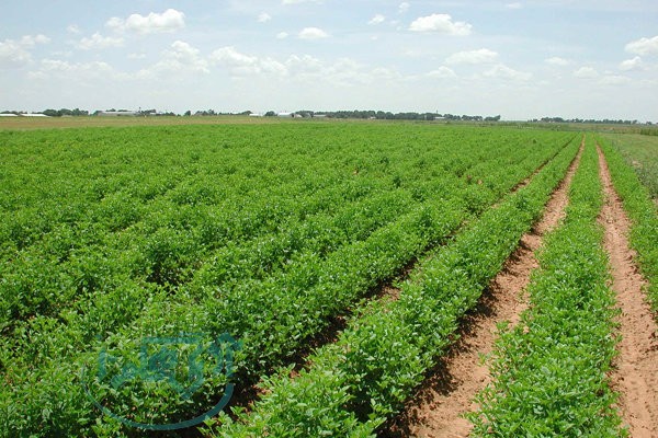 بیش از یک هزار پلاک از اراضی همدان رفع تداخل شد