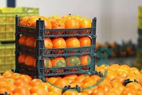 عرضه ۲۵۰ تن پرتقال و ۱۰۰ تن سیب تنظیم بازار از ۲۵ اسفند ماه