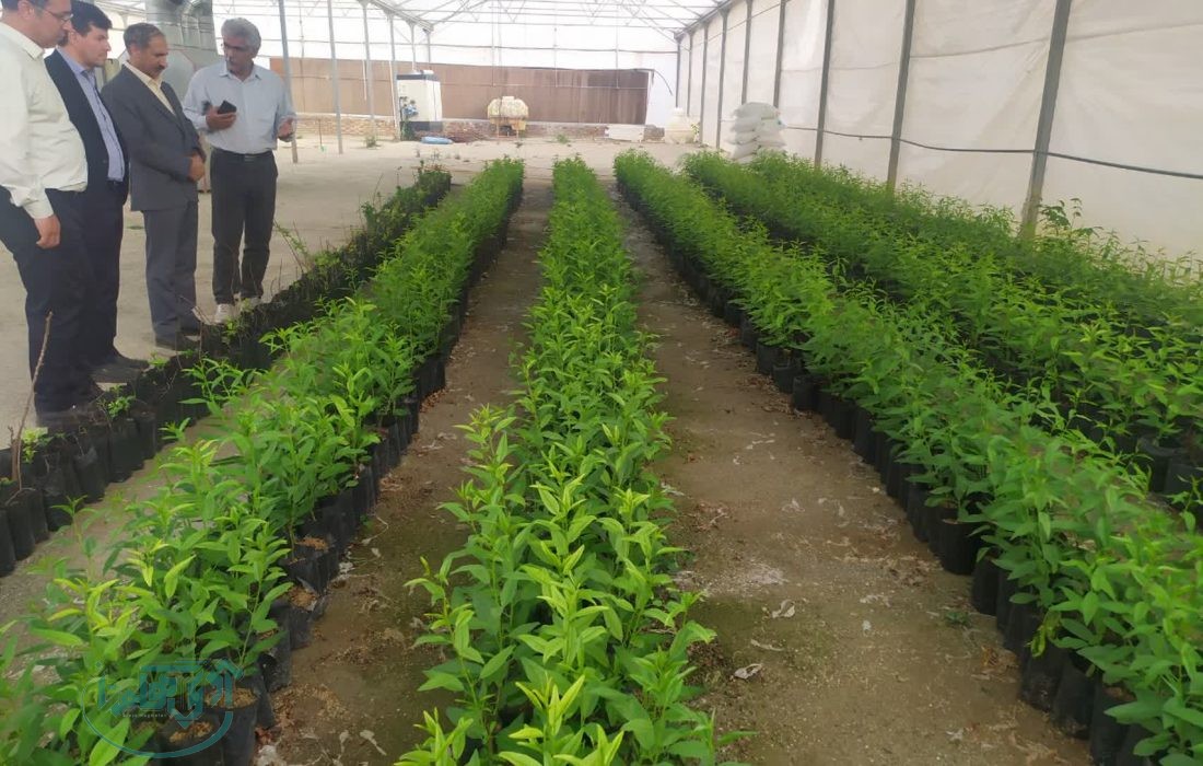 تولید بیش از ۳۵۰ هزار اصله نهال گردو و بادام