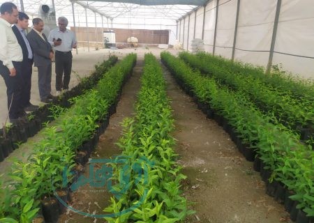 تولید بیش از ۳۵۰ هزار اصله نهال گردو و بادام