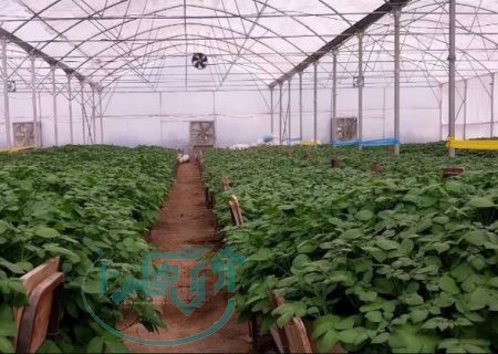 سه شهرک گلخانه ای در همدان در دست اجرا است