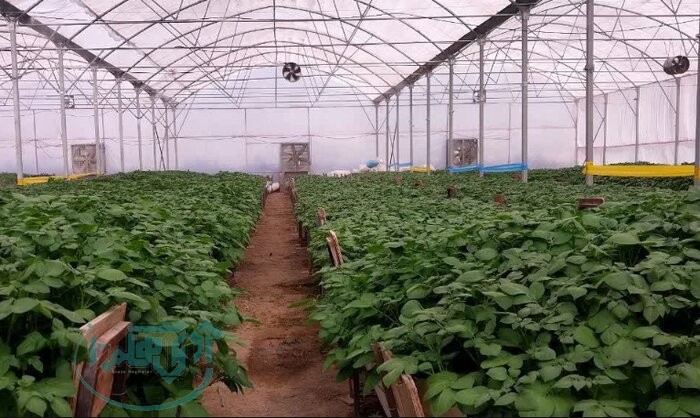 سه شهرک گلخانه ای در همدان در دست اجرا است