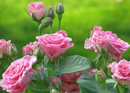 دومین جشنواره با طعم گل و گلاب در حال برگزاری است