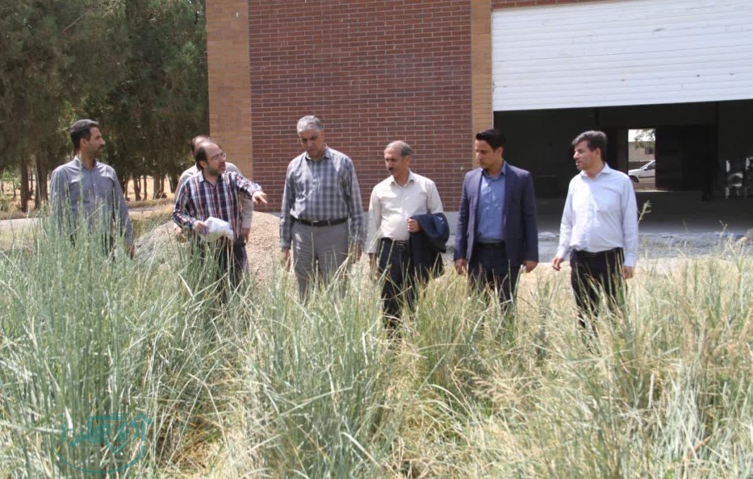 بازدید مدیرکل دفتر امور بیابان سازمان منابع طبیعی و آبخیزداری کشور از طرحهای بیابانزدایی استان همدان