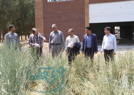 بازدید مدیرکل دفتر امور بیابان سازمان منابع طبیعی و آبخیزداری کشور از طرح‌های بیابان‌زدایی استان همدان