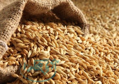 توزیع بیش از ۳۰ هزار تن کود کشاورزی در استان همدان؛ گام مؤثر در حمایت از تولید گندم و جو