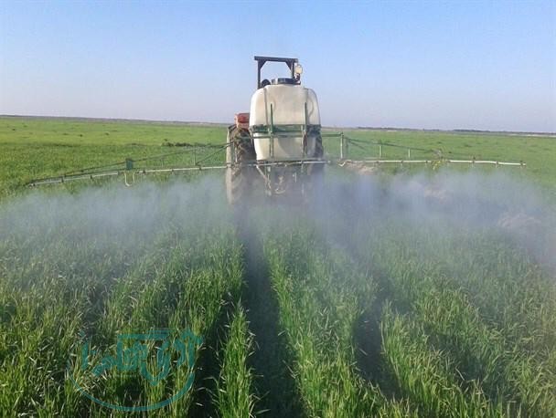 بیش از ۴۷۵ هزار هکتار از مزارع گندم همدان سم‌پاشی شد