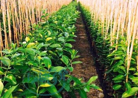 ۶ میلیون و ۴۰۰ هزار اصله نهال در همدان تولید شد