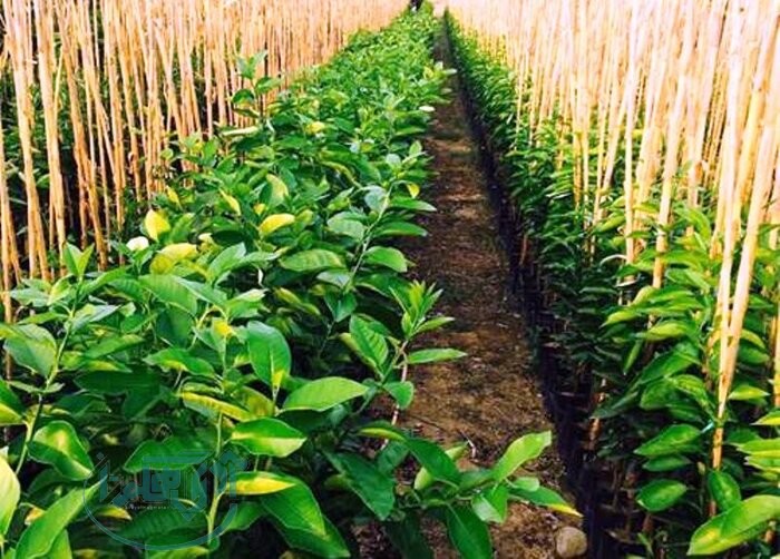 ۶ میلیون و ۴۰۰ هزار اصله نهال در همدان تولید شد