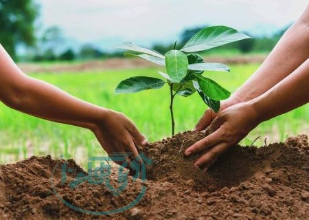 کاشت ۱۲ میلیون اصله درخت در چهار سال سهم استان همدان