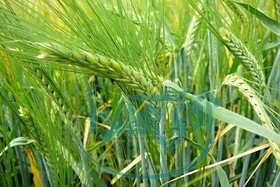 گندم و جو، پیشتاز مصرف کود کشاورزی در همدان