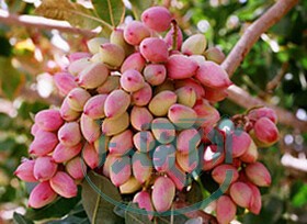 برداشت بیش از 40 تن پسته از باغ‌های همدان