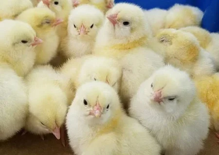 افزایش ۱۱ درصدی جوجه ریزی در همدان