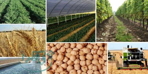 پروانه کسب کشاورزی، شفاف‌سازی آمار تولید را تضمین می‌کند