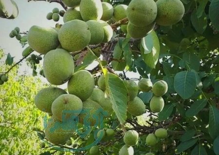 «پایتخت گردو» گرفتار آفت کرم خراط است