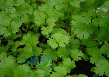 ۷۰ درصد گشنیز کشور در همدان تولید می‌شود  