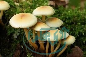 پیشگیری از مسمومیت با قارچ های سمی در فصل بهار
