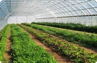 افتتاح ۴ طرح کشاورزی در هفته دولت