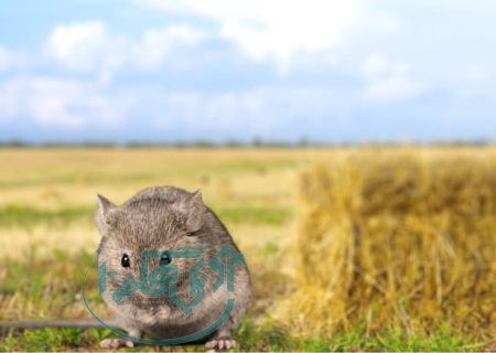 مبارزه با طغیان موش در ۹۱۰ هکتار از اراضی همدان