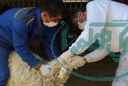 تاکید دامپزشکی بر ذبح دام‌های قربانی در کشتارگاه‌های تحت نظارت