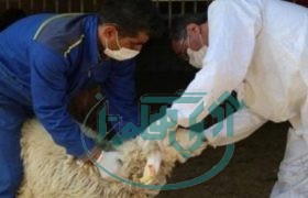 تاکید دامپزشکی بر ذبح دام‌های قربانی در کشتارگاه‌های تحت نظارت