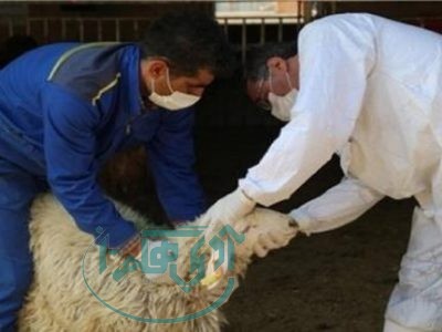 تاکید دامپزشکی بر ذبح دام‌های قربانی در کشتارگاه‌های تحت نظارت